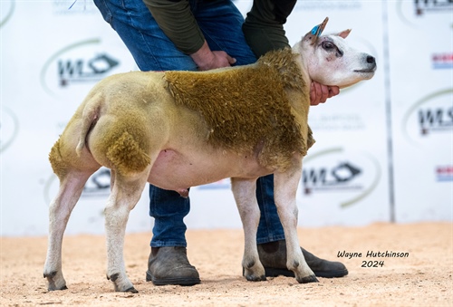 Welsh Premier Beltex Show & Sale