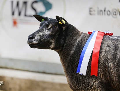 Blue Texel Society Show & Sale