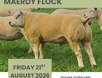 MAERDY TEXEL PRODUCTION SALE