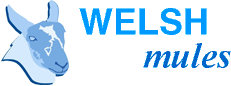 Welsh Mules