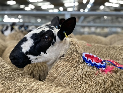 Welsh Mule Ewe & Ewe Lamb Sale