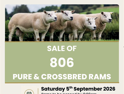 Commercial Pure & Crossbred Rams