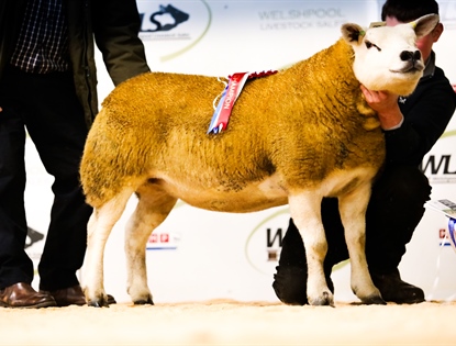Welsh National Texel Sale