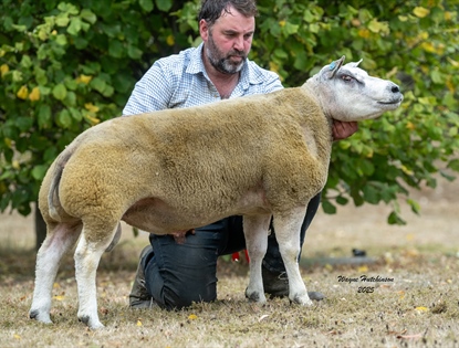 Welsh Premier Beltex Show & Sale