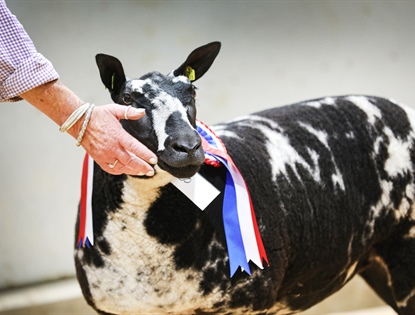 Dutch Spotted Society Show & Sale