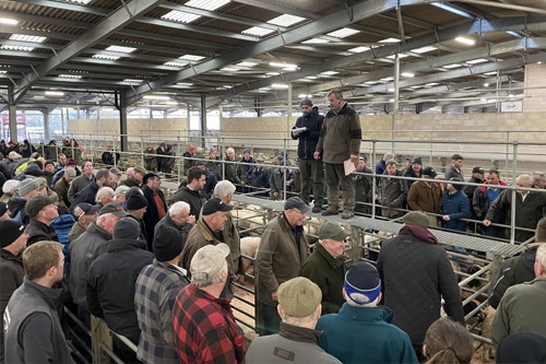 Simmental Commerical Heifers